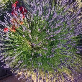A starburst or rather a lavenburst.  A lavender plant here at le Clos des Guyons